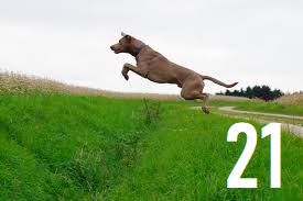21